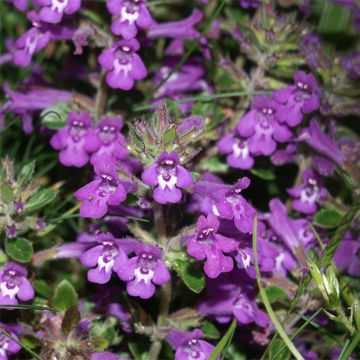 Albahaca agreste - Acinos alpinus