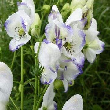 Aconitum cammarum Eleonora