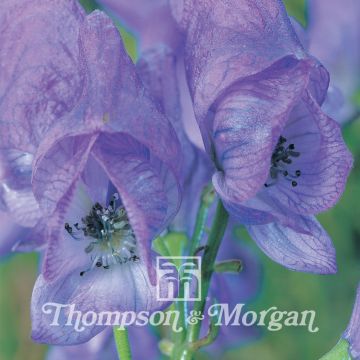 Aconitum carmichaelii (semillas) - Monje capuchino