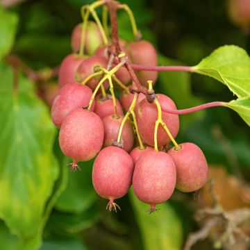Mini kiwi Mariered (Hembra) - Actinidia arguta