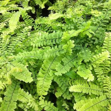 Adiantum pedatum Imbricatum - Culantrillo de Canadá​