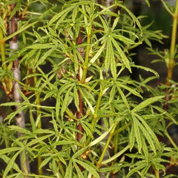 Aesculus Digitata - Castaño de Indias híbrido