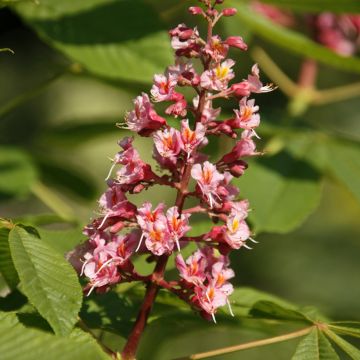 Aesculus x bushii - Castaño de Indias híbrido