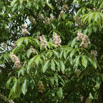 Aesculus chinensis - Castaño de Indias chino
