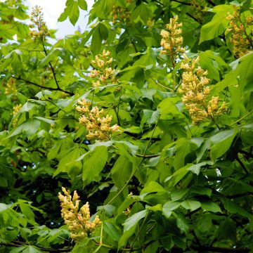 Aesculus flava - Pavier, Castaño de Indias amarillo