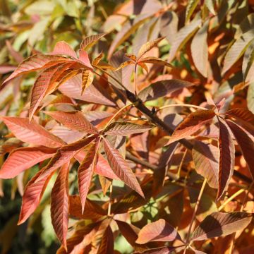 Aesculus glabra Herkenrode - Castaño de Ohio