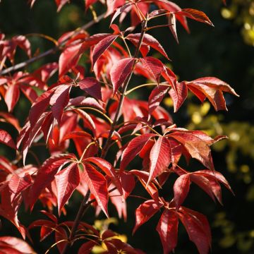 Aesculus glabra October Red - Castaño de Ohio