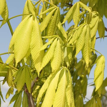 Aesculus glabra Sofia - Castaño de Ohio