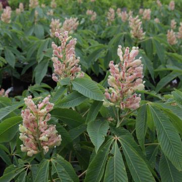 Aesculus neglecta Autumn Fire - Castaños