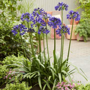 Agapanthe Midnight Sky - Lirio africano