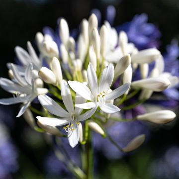 Agapanthus Arctic Star - Lirio africano