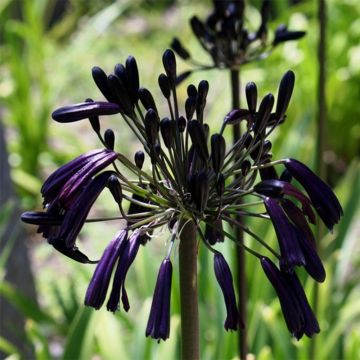 Agapanto inapertus Black Magic