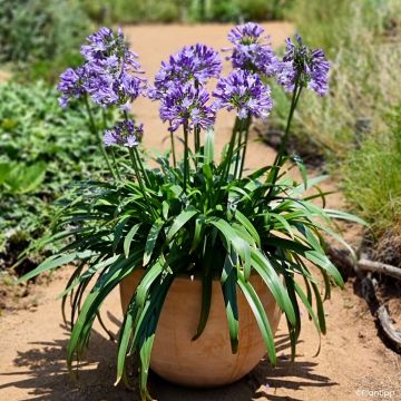 Agapanthus Everpanthus Midnight Moon - Lirio africano