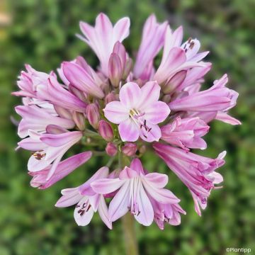 Agapanthus Poppin' Pink - Lirio africano