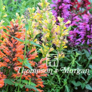 Agastache aurantiaca Fragrant Mixed (semillas)