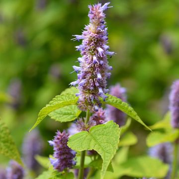 Agastache foeniculum - Hisopo anís