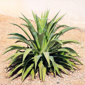 Agave desmetiana - Maguey de pita