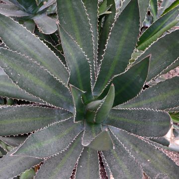 Maguey lophantha Ensifera