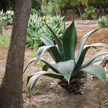 Agave salmiana subsp. crassispina - Ágave férox