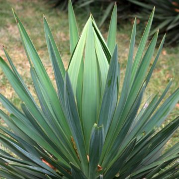 Maguey sisalana - Sisal