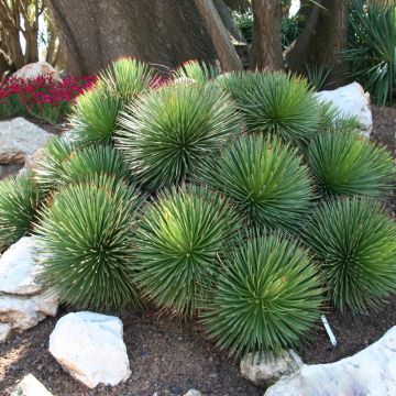 Agave stricta - Maguey