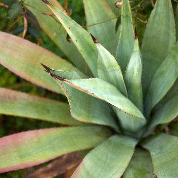 Maguey x winteriana