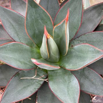 Ágave del dragón Blue Ember - Agave attenuata