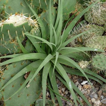 Maguey bracteosa