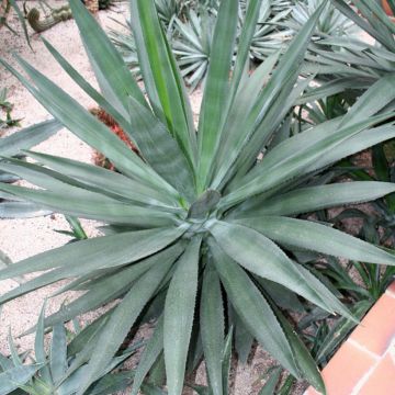 Maguey fourcroydes - Henequén