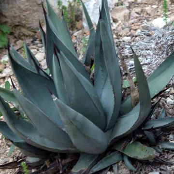 Maguey x nigra