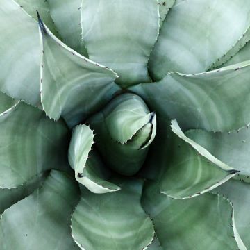 Mezcal - Agave parryi var. neomexicana