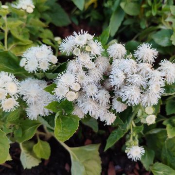 Ageratum houstonianium Cushion White