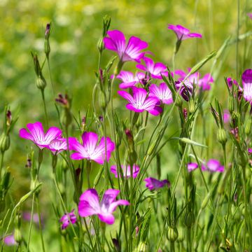 Agrostemma githago BIO (semillas)