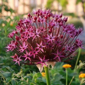 Ajo ornamental - Allium Magic