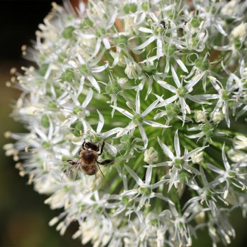 Allium stipitatum Mount Everest - Ajo decorativo