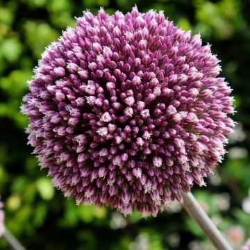 Allium Summer Drummer - Ajo decorativo
