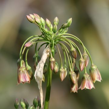 Allium nectaroscordum - Ajo de la miel