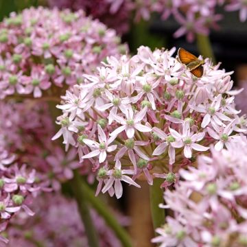 Ajo ornamental - Allium nigrum Pink Jewel