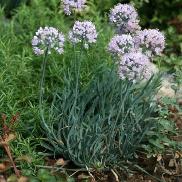 Allium Lisa Blue - Ajo decorativo