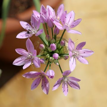 Allium unifolium Eros - Ajo decorativo