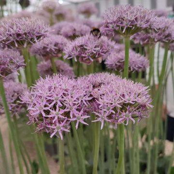 Allium New York - Ajo decorativo 