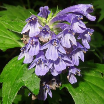 Ajuga incisa - Búgula
