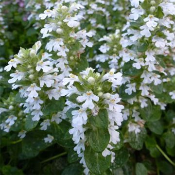 Ajuga reptans Alba