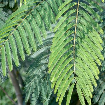 Acacia de Constantinopla Shidare - Albizia