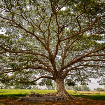 Albizia saman - Samán