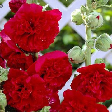 Alcea rosea Pleniflora Red - Malva real
