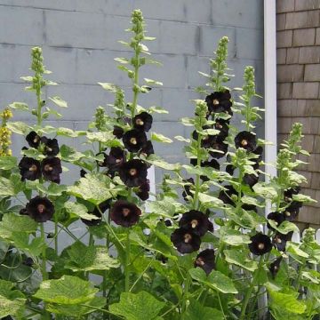 Alcea rosea Nigra - Malva real