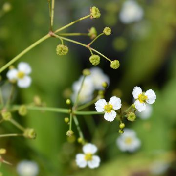 Alisma lanceolatum - Llanten de agua