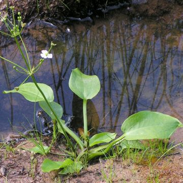 Alisma parviflora - Llanten de agua