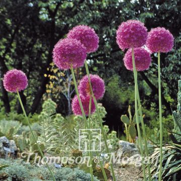 Allium giganteum (semillas) - Allium gigante
